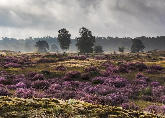 Boslodge Bosmus - 4 Personen Tussen De Bomen *